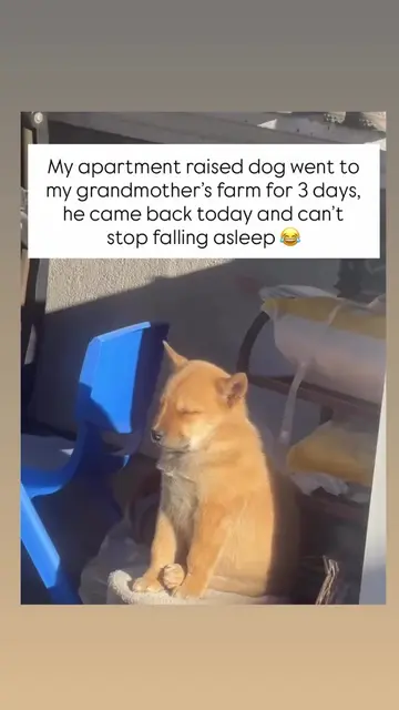 They say country life is slow, but apparently, for a sophisticated city dog, it 