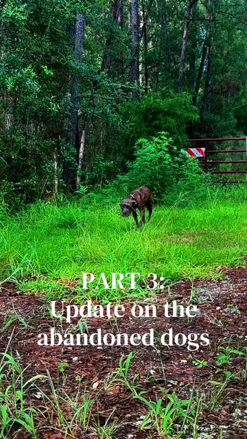 *READ* PART 3 of the abanonded pups story!  I am over the moon about the ending 