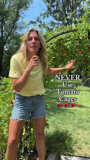 Did you know tomato cages are actually terrible for tomatoes?! If you're growing