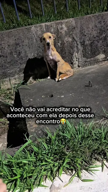 🥹🥹🥹 Ainda não aprendi a ignorar uma vida precisando de ajuda no meu caminho. 