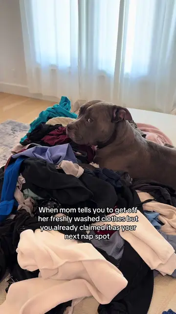 How rude… #dogtok #funnydogs #funnydogvideo #pitbulls #pitbullsoftiktok 