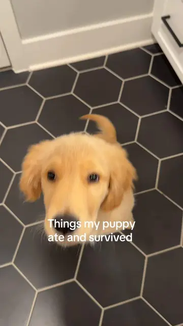 Guys don’t tell his vet… it’s a miracle he survived  #puppytiktok 
