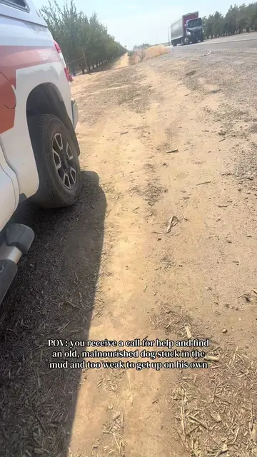 This old boy was found lying in the mud in an orchard alongside a busy highway. 