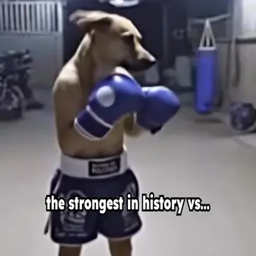 AuraScanner on App Store! // "Pitbull shadow boxing" can refer to a viral pet me