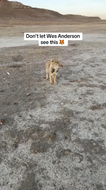 When the fox you drew in 5th grade somehow comes alive… 😭🦊 Meet the Tibetan fo
