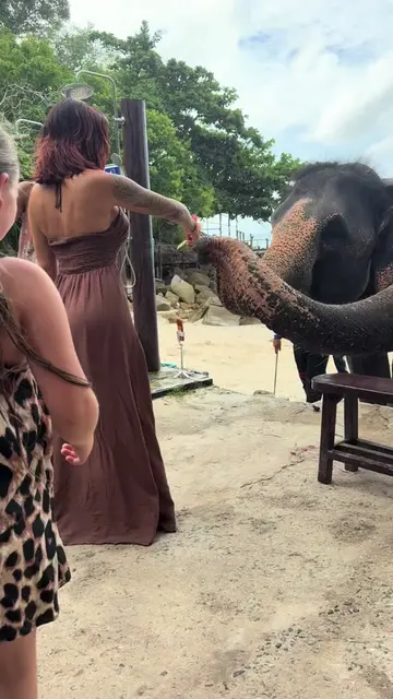 Feeding the elephants on the beach after having lunch #splash #elephantthailand 