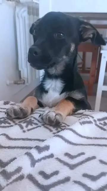 Tylko po trzy ogórki 🥒🧺🐶 ​Jak widzieliście w poprzednim filmiku, poszkodowany