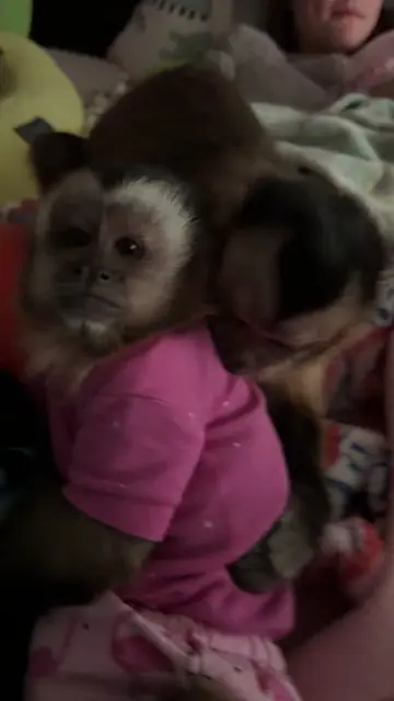 Sweet hugs 🥰 @Everett Henry #willowkate #sweetmonkeys 