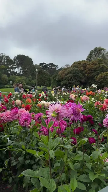 📌Dahlia Dell in Golden Gate Park is beautiful! 🤩💐🌸🌷🌻 #dahlias #goldengatep