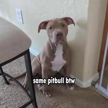 AuraScanner on App Store || The pitbull shadow boxing meme is a viral video tren