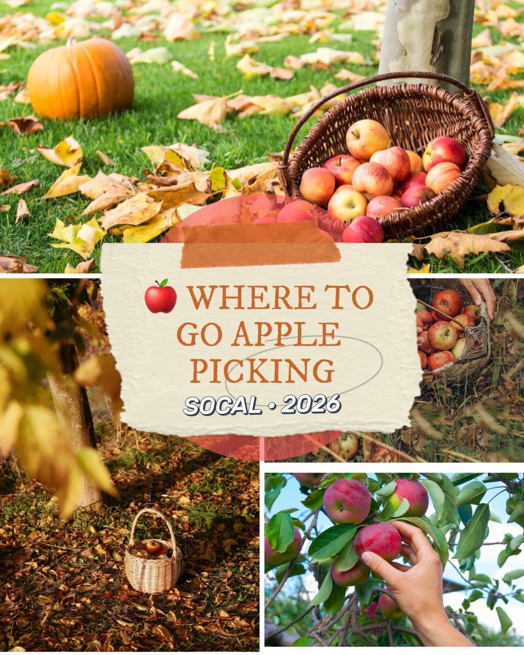 🍎 SEASONAL GUIDE | Apple Picking in Southern California Apple picking season is