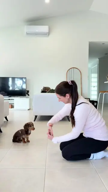 🍪My mini dachshund puppy Cookie did not want to jump over my arm to start with,