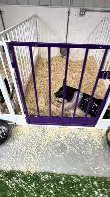 Denver babies are getting settled in! #NWSS2027 #showpigs #livestocklife #sofres