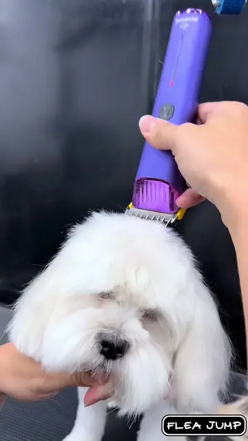 She almost slept on the table ❤️ #maltese #doggroomer #petcare #petgroomer #dog 