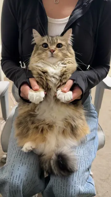 Car dance #catsoftiktok 
