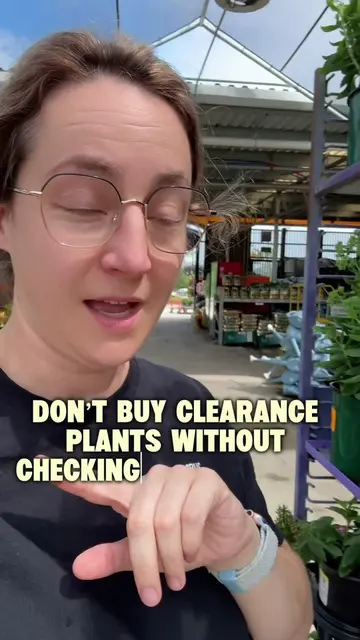 Perennials are going on clearance at a lot of places and you should 100% scoop t