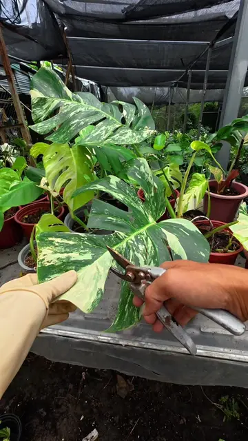 #plants #houseplants #plantslover #plantasdeinterior #monsteradeliciosa    