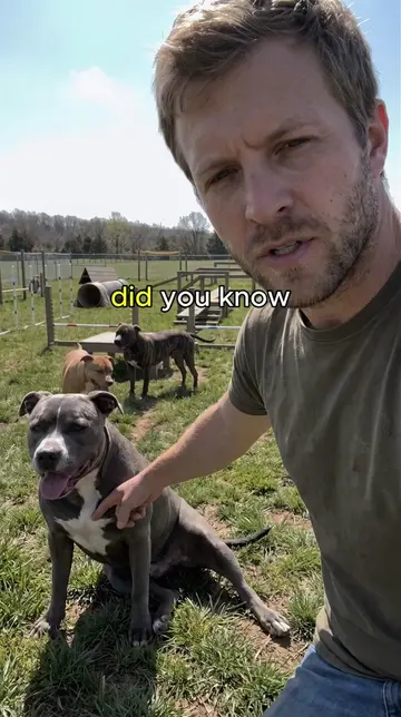 Does your dog sit on their side? Grated ginger can help! 🫚🐾 #doghealth #pitbul