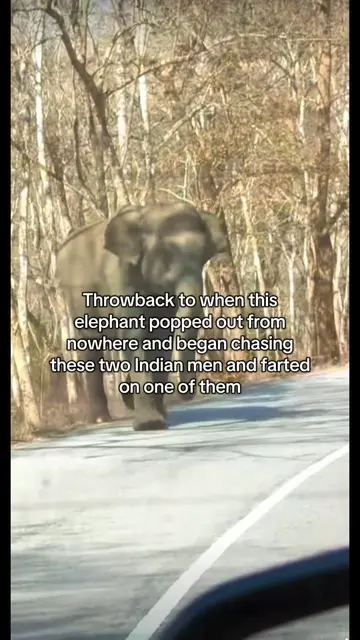 Throwback to when this elephant popped out from nowhere and began chasing these 