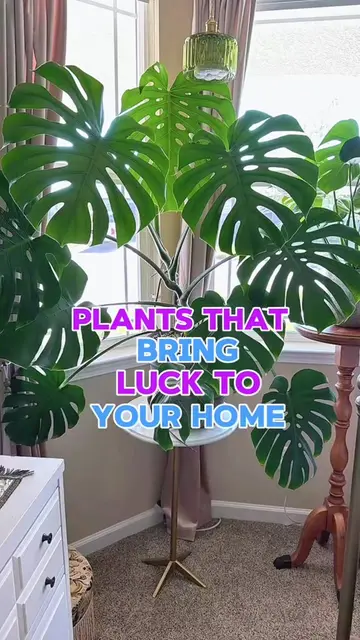 🍀✨ 7 plants people believe bring luck, prosperity, peace, and positive energy i