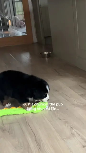 Just a chunky boy 😅 #bernese #berner #chunkypuppy #puppylife #bernesepuppy 
