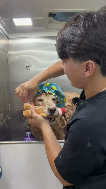 Bañar, secar y cortar a Fletcher con su juguete en la boca de principio a fin. �