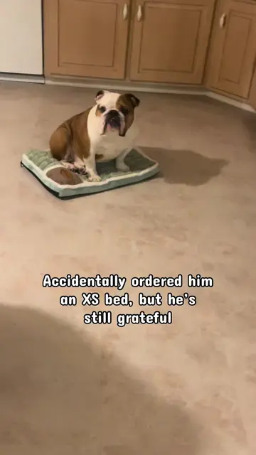 Don’t worry he got a bigger one lol but he was still grateful! #dogsoftiktok #do