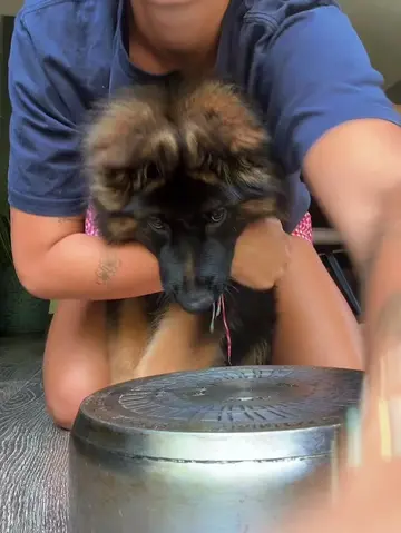 #puppydog #germanshepherdpuppylife ##longhairedgermanshepherd #fyp 