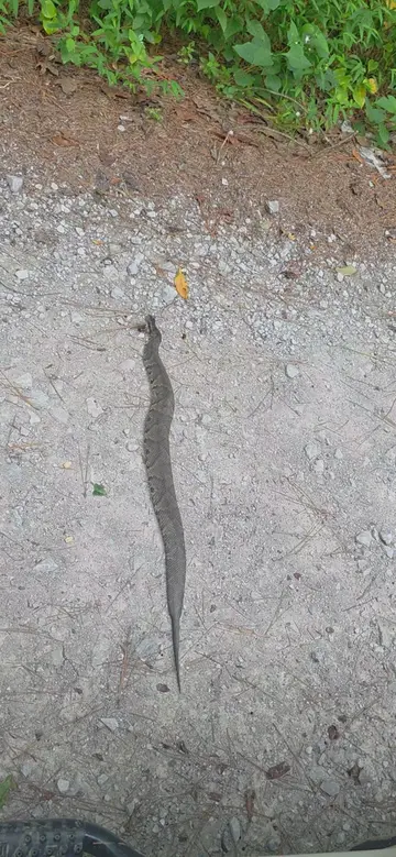 Nothing like playing with the wildlife. 🤣🤷 #snake #wildlife 