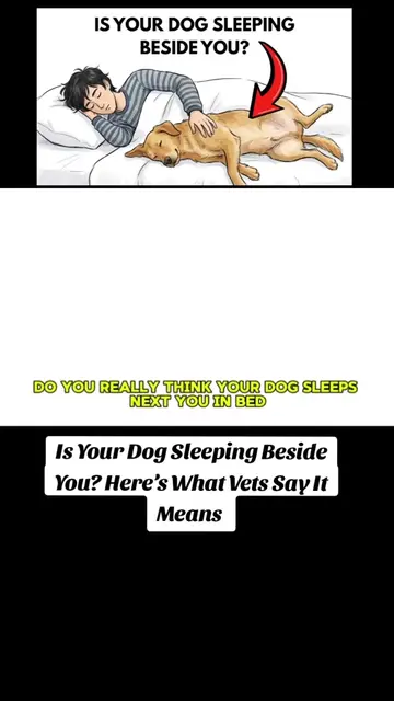 Is Your Dog Sleeping Beside You? Here’s What Vets Say It Means | #DogBehavior #D