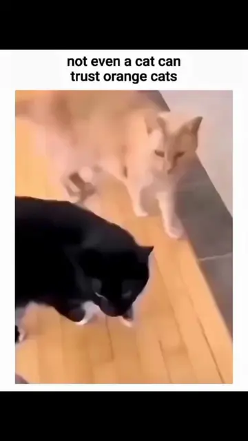 #FunnyCats #CatTok #CatsOfTikTok #CatSoftTikTok #CatLover #Cats #Kitten #FunnyAn