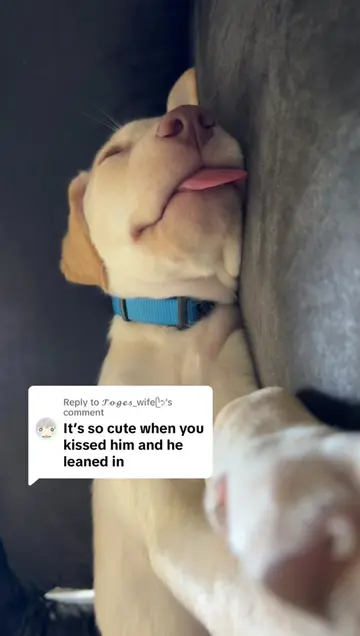 Replying to @𝓣𝓸𝓰𝓮𝓼_wifeᥫ᭡ he’s just the sweetest boy there ever was 💕