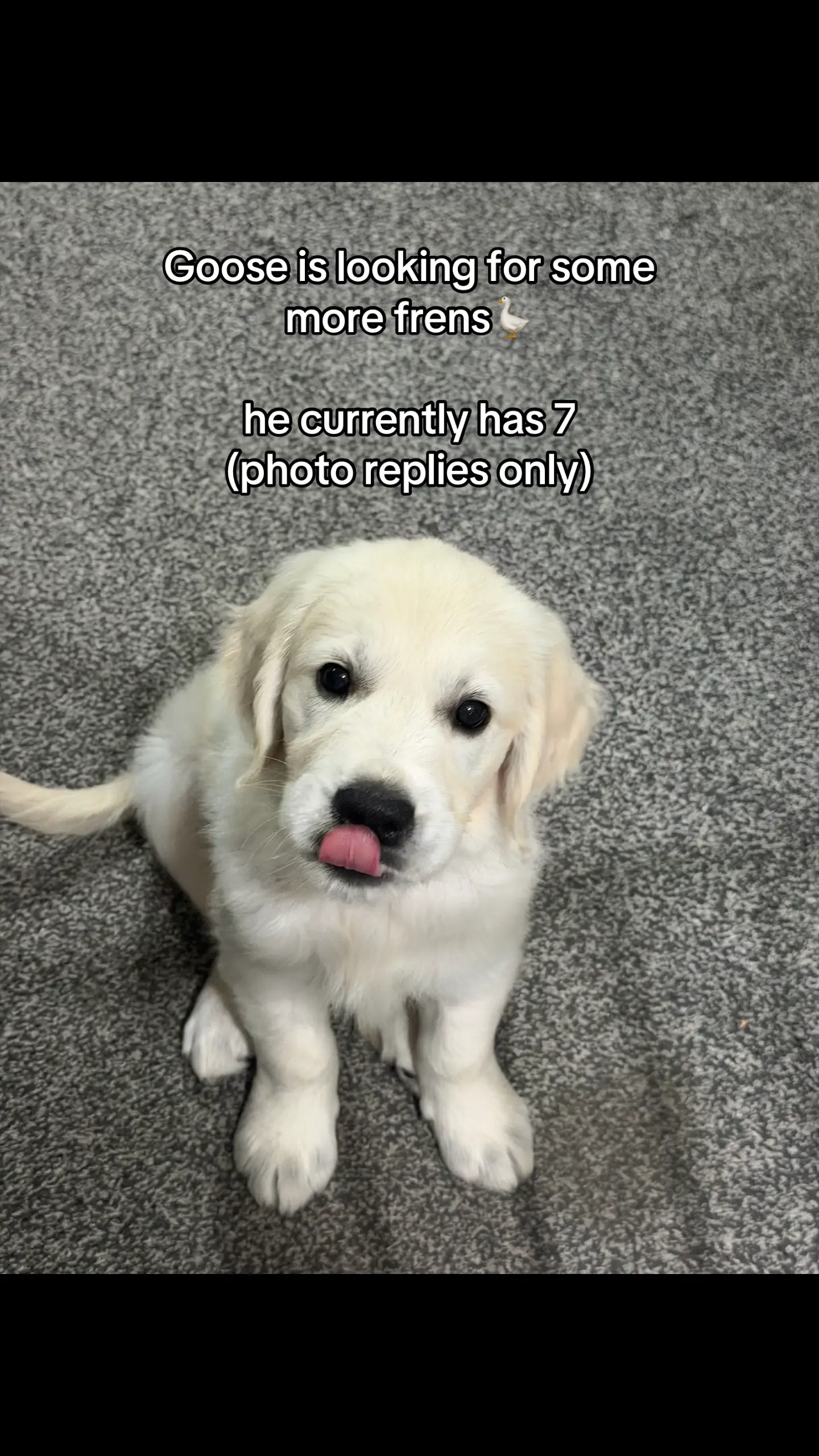 #goldenpuppy #goldenretriever #goldenretrieversoftiktok #puppyfriends #foryou 