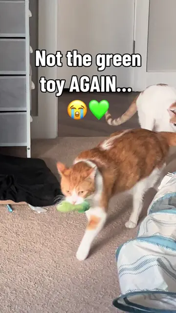 The green toy saga continues… 😂💚 Will they EVER learn to share? #orangecats #g