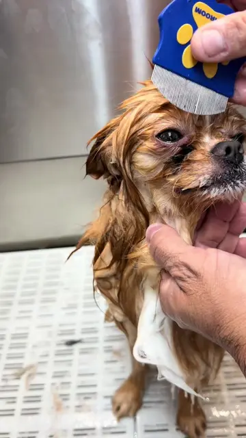 You won’t believe it! #pomeranian #doggroomer #petcare #petgroomer #dog @PETHROO