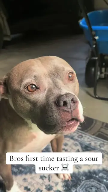 #fyp #foryoupage #xyzbca #viralvideo #dogsoftiktok 