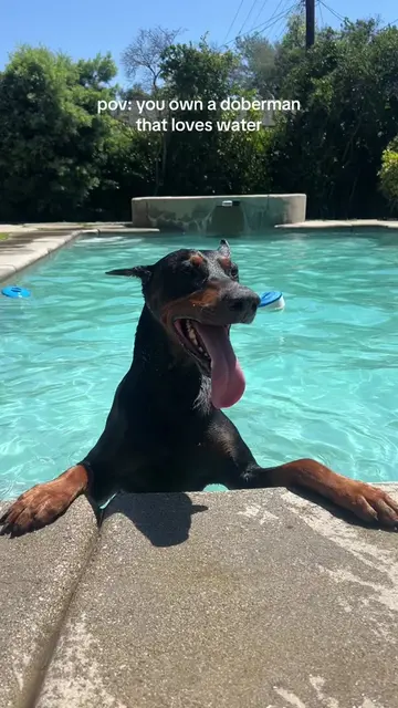 My little baby seal 🦭 #dobermanpinscher #doberman #dogsoftiktokviral #dogswimmi