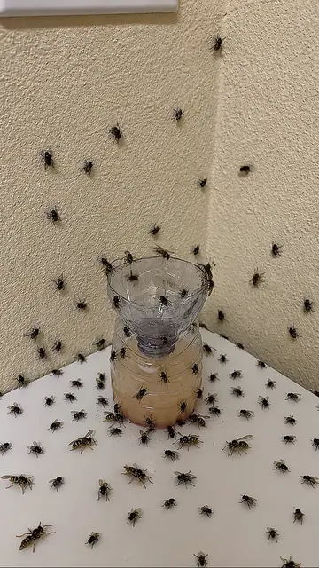 Eliminate flies and mosquitoes with things you already have at home! #mosquito #