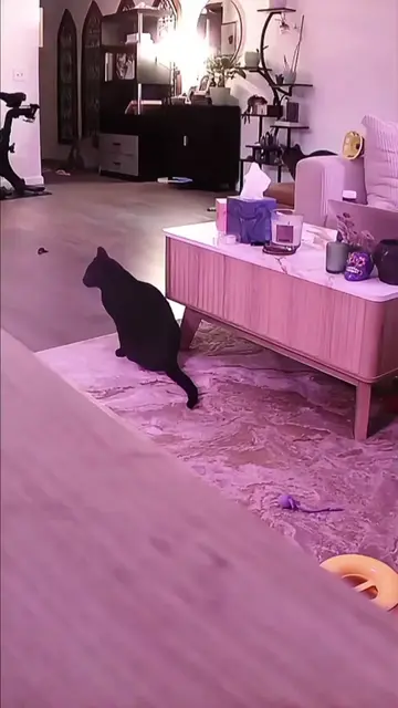 the cat's out of the bag I guess 😅 #funnycats #crazycats #catfails #catapawment