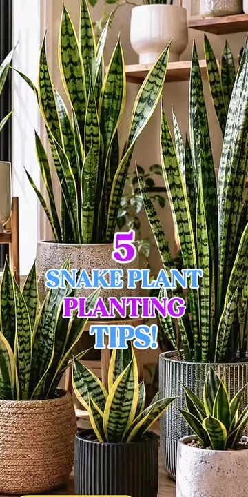 🌿 5 Tips for Planting a Snake Plant🌿 Planting a Snake Plant? Here are 5 simple