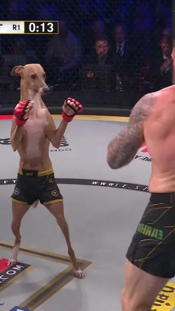 Casper is undefeated. #mma #martialarts #fitness #fight #italiangreyhound 