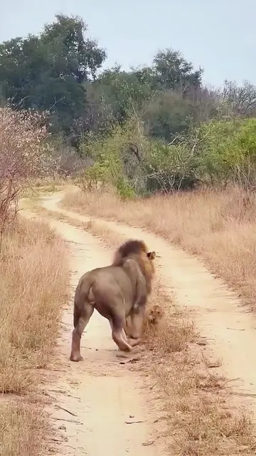 A male lion attacks a defenseless lion cub.#animals #Foryou #Friendship #Us #fyp