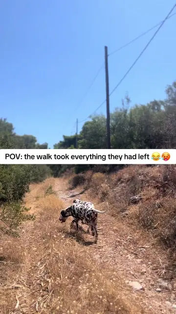 Trying to survive 😂😂 #dalmatian #dalmatianhistory #dog #dogtok #dogsoftiktok 