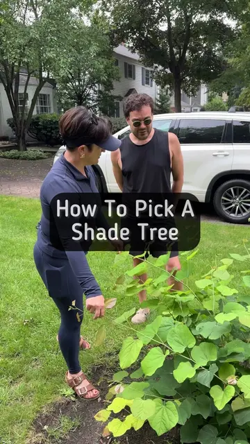 I am back at Michael and Sam’s house helping them decide which tree should repla