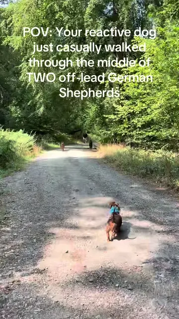 The progress 🥹🐾 When we first introduced him to these two German Shepherds, he
