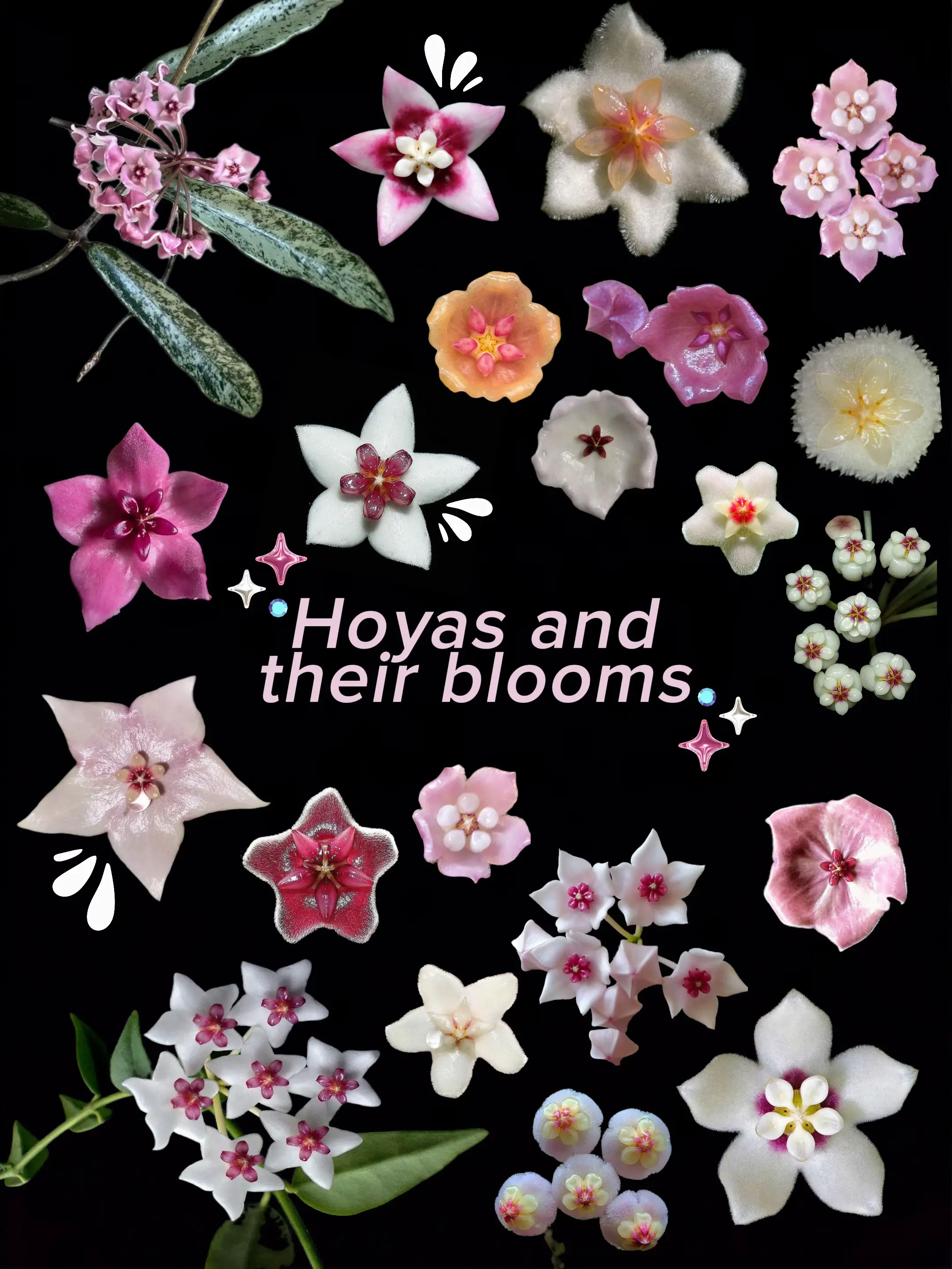 Hoya inspo ✨ Their flowers are so cute! #hoya #houseplants #PlantTok #plantsofti