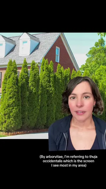 Here’s why I avoid the arborvitae (thuja occidentalis) soldier row style privacy