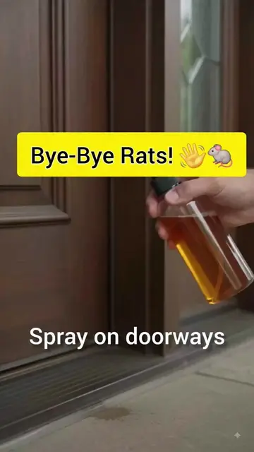 🐀🚫 BYE BYE RATS! Try this simple homemade spray to help keep rats away from yo