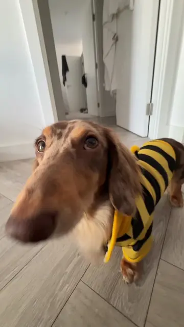 Pt. 8 🐝 🐶 #popipo #drool #miniaturedachshund #dogtok #fyp 