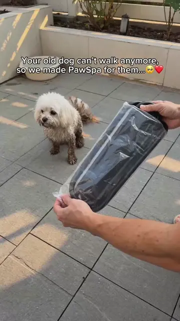 They deserve our Love🥹❤️ #DogMom #petslover #petgrooming #DogCare #DogLovers 